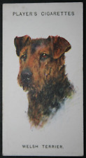 Welsh terrier vintage for sale  DERBY