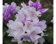 Ball rhododendron floraself gebraucht kaufen  Deutschland