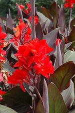 Canna lily cannova for sale  Shipping to Ireland