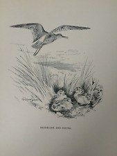Antique print redshank for sale  Shipping to Ireland