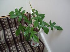 Beautiful philodendron florida for sale  LONDON