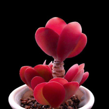 Kalanchoe thyrsiflora seeds for sale  BEXHILL-ON-SEA