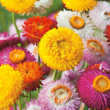 Mixed giant strawflower for sale  WARRINGTON