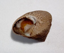 Shell CALLIOSTOMA ANTONII W/O Panama 21,4 x 18,1 mm # fresh taken for sale  Shipping to South Africa