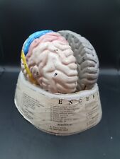 Cerveau medical etude d'occasion  L'Isle-sur-la-Sorgue