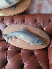 Taxidermy trout salmon for sale  KINGSWINFORD
