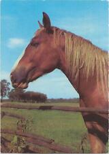 Horse postcard chestnut for sale  ALTON