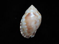 Sea Shells Semicassis labiatum 50.8mm ID#4949 for sale  Shipping to South Africa