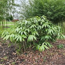 Broad leaved bamboo for sale  UK