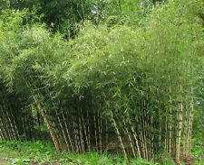 Fargesia yunnanensis (Borinda) 15 sementes de bambu | Planta de jardim ao ar livre RARA | Reino Unido comprar usado  Enviando para Brazil