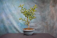 Dwarf guava pre for sale  North Fort Myers