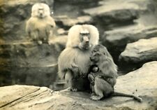 Baboon family monkey d'occasion  Villefranche-de-Lauragais