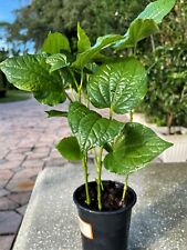 Plants betel leaves for sale  Lake Mary