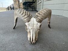 Vintage ram skull for sale  Ellis