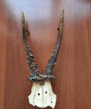 ANTIQUE ROE DEER ANTLERS HUNTING HUNTER TROPHY 1900's  TAXIDERMY for sale  Shipping to South Africa