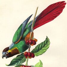 oiseaux perruche d'occasion  Expédié en Belgium