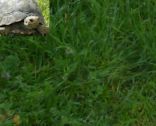 HIERBA PARA TORTUGAS   mezcla  variada 10000 semillas seeds segunda mano  Embacar hacia Argentina