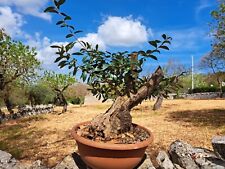 Bonsai prebonsai olivo usato  Valenzano