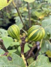 Fig panachee plant for sale  SOUTHAMPTON