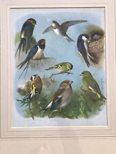 Vintage framed print of birds by Archibald Thorburn 2 of 2 for sale  GLASGOW