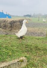 Show quality pekin for sale  BURY ST. EDMUNDS