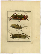 Antique Print-GRASSHOPPER-EXOTIC-ORTHOPTERA-18-Rosel van Rosenhof-1765 for sale  Shipping to South Africa