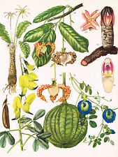 Dorstenia Calabash Nutmeg Hydnora Crotalaria Flower Plant Print WFOTW#53 for sale  Shipping to South Africa