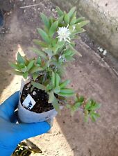 Ruschia acuminata fiore usato  Villaspeciosa