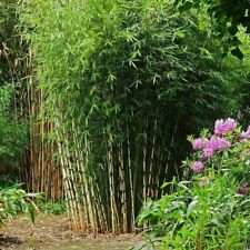Bambou traçant 60 d'occasion  Carnières