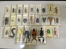real life bugs for sale  IPSWICH