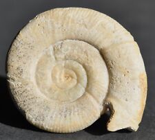Ammonite microconque callovien d'occasion  Angers-