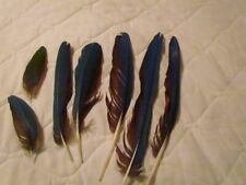 Macaw tail feathers for sale  Batavia