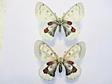 Entomology Papilionidae Parnassius Wiskotti Obsolete Shape Couple for sale  Shipping to South Africa