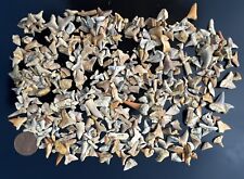 100 fossil shark for sale  Yorba Linda
