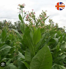 Virginia tobacco seeds for sale  CARLISLE