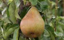 Doyenne comice pear for sale  Spring City