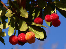 Arbutus unedo corbezzolo usato  Napoli