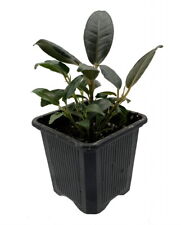 Burgundy rubber tree for sale  Wadsworth