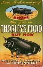 Thorleys food pig for sale  MENSTRIE