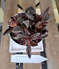 Lenophyllum guttatum variegate for sale  LONDON