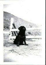 Vintage photograph 1920 for sale  Siletz