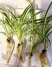 Spider plant plantlet for sale  WARWICK