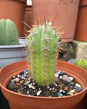 Echinopsis andean cactus for sale  CREWE