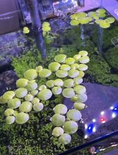 15x froschbiss schwimmpflanze gebraucht kaufen  Halstenbek