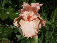 Schwertlilie iris peggy gebraucht kaufen  Markt Bibart