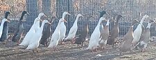 Indian runner duck for sale  Plymouth
