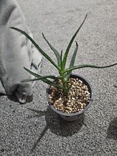 aloe vera plant for sale  STOCKTON-ON-TEES