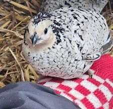Snowflake bobwhite quail for sale  UK