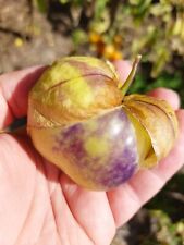 Tomatillo verde gigante plaza latina - Physalis ixocarpa - más de 10 semillas - So 104 segunda mano  Embacar hacia Argentina