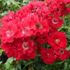 Rose rambling rosie for sale  UK